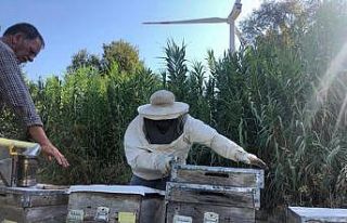 Rüzgar enerji santralinde doğal bal üretimi