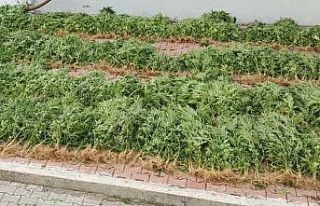 Samsun’da 575 kök Hint keneviri ele geçirildi