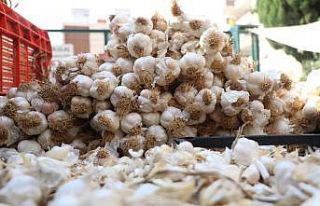 Sarımsak halde 15, pazarda 30 lira