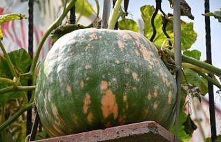 Şehrin stresini ‘Hobi Bahçesi’nde atıyorlar