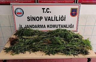 Sinop’ta uyuşturucu operasyonu