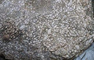 Sivas’ta Anadolu tarihini değiştirebilecek gelişme