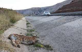 Sivas’ta koruma altındaki vaşağa otomobil çarptı