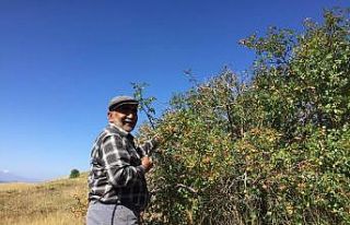 Sivas’ta kuşburnu hasadı