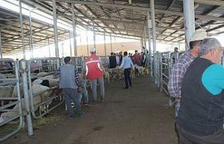 Şuhut hayvan pazarında hareketlilik devam ediyor