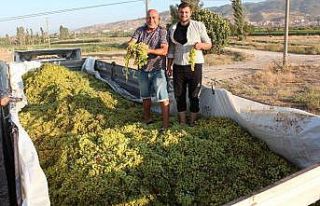 Süperior Üzüm üreticisi dertli