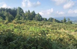 Tarlasına Hint keneviri eken çift adliyede