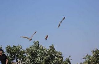 Tedavileri tamamlanan kuşlar doğaya salındı