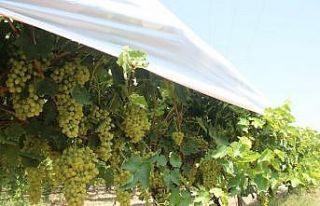 Thompson üzümünün Buldan’da deneme üretimine...