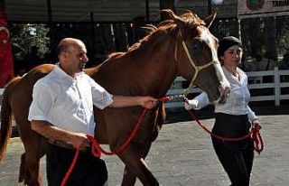 TİGEM’in 77 tayı görücüye çıkıyor