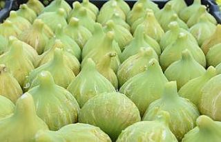 Torbalı’da "Bardacık İnciri Festivali"