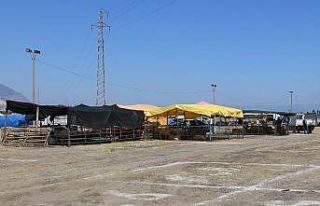 Turgutlu Hayvan Pazarında kotralar satışta