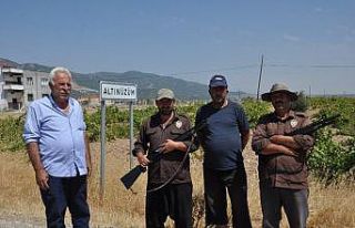 Üzüm hırsızlığına karşı bekçiler nöbet...