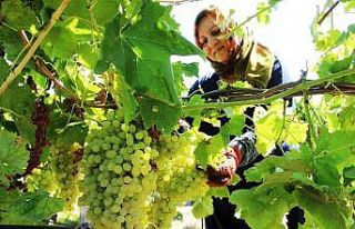 Üzümcünün gözü kulağı fiyat açıklamasında