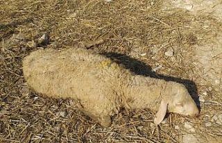 Vebadan 28 küçükbaş hayvan öldü, 20 mahalle...