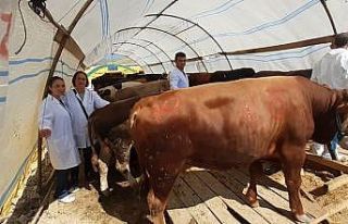 Yaklaşan Kurban Bayramı öncesinde pazarlarda sıkı...