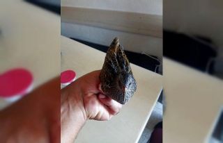 Yaralı bıldırcın kılavuzu kuşu tedavi altına...