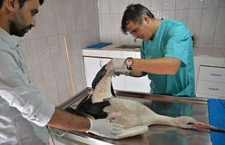 Yaralı bulunan leylek tedavi altına alındı