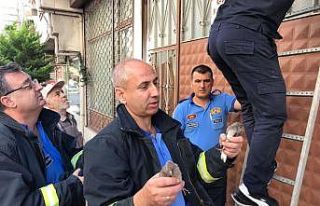 Yavru kumruları itfaiyeciler kurtardı