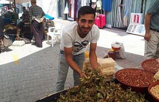 Yerli yaş fındığın kilosu 10 TL