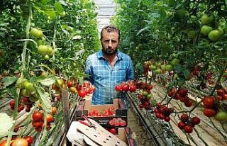 Yozgat’ta jeotermal serada yılın 12 ayı domates...