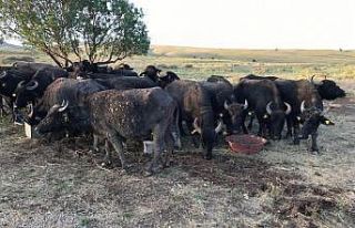Yüksekova’da Manda Dağıtımı