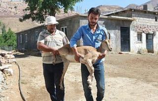 Yürüyemeyen dağ keçisini sırtlarında taşıdılar
