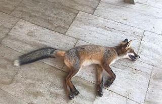 Zehirlenmiş Tilki kurtarıldı