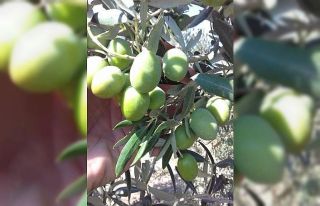 Zeytin sineği ile mücadele zamanı