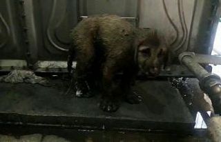 Zifte yapışarak mahsur kalan yavru köpekleri Mehmetçik...