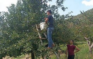 1600 rakımlı yaylada elma hasadı başladı