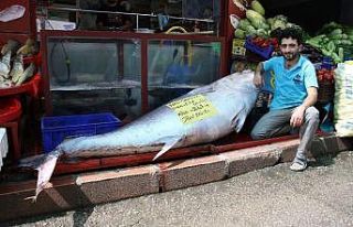 241 kiloluk dev orkinos görenleri hayrete düşürdü