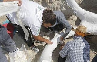 7,5 milyon yıllık fosil, özel yöntemle Bilim Merkezi’ne...