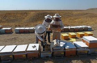 Adıyaman’a has ‘sütleğen’ balında hasat...