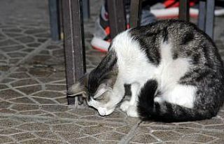 Ağzını ısıran arıyla dakikalarca oynayan yavru...