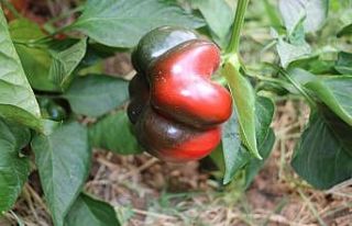 Ahıskalılar seralardan ilk mahsulü alarak ikinci...