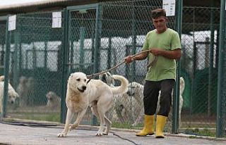 Akbaş köpeklerin yavrularıyla duygusal buluşması