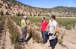 Aksu’da tuzak kontrolleri, Akseki’de küpeleme...