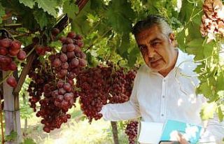 Alaşehir’de 300 üretici iyi tarım uygulamaları...