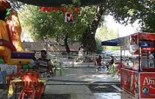 Anıt ağaç zararlı böceğe teslim oldu