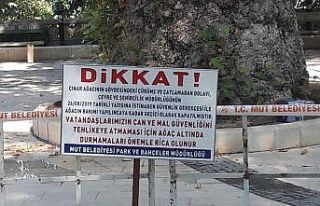 Anıt çınar ağacı yaşam mücadelesi için yardım...