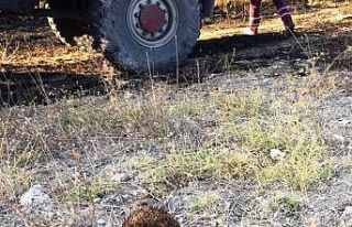 Anız yangınında başı yanan kirpiyi su dökerek...