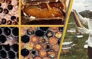 Arıcılar Amerikan yavru çürüklüğü hastalığına...