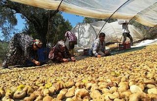 Aydın’da incir üreticisi şokta