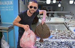 Balıkçıların yüzü kalkan balıklarıyla güldü