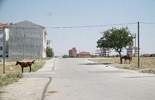 Başıboş at çok, önlem yok