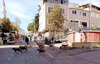 Başıboş köpekler korkutuyor