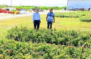 Başkan Çınar, fidanlık alanında incelemelerde...