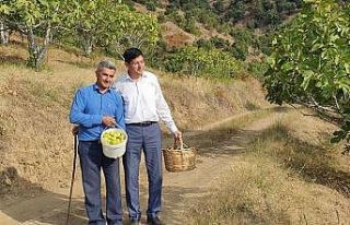 Başkan Özcan üreticiyle birlikte incir hasat etti
