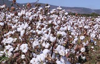 Beyaz altının hasadı başladı